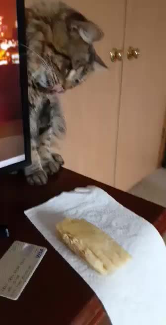 Rocky plays with my tamale