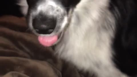 Black white dog with glowing eyes moves to the edge of a bed