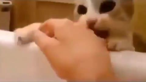 Cat tries to save