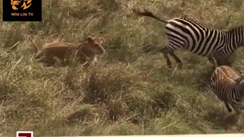 Top 8 Animal attack fails caught on camera