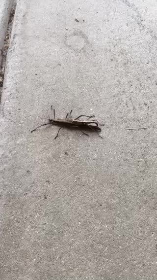 Stick bug