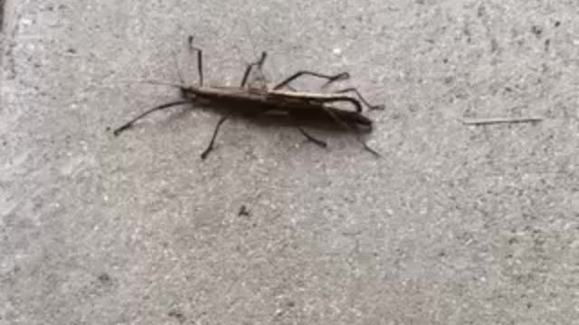 Stick bug