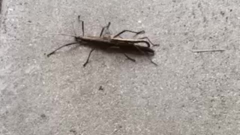 Stick bug