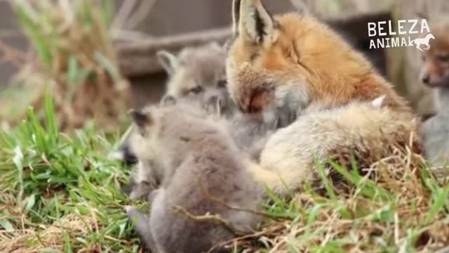 wild fox with its cubs