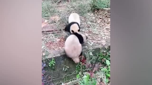 Try not to laugh -Funny Panda Video 2021 | Pets Town