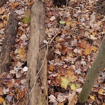 I spy mushroom hunting easy mode.J'espionne le mode facile de la chasse aux champignons