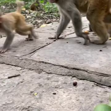 Monkey playing