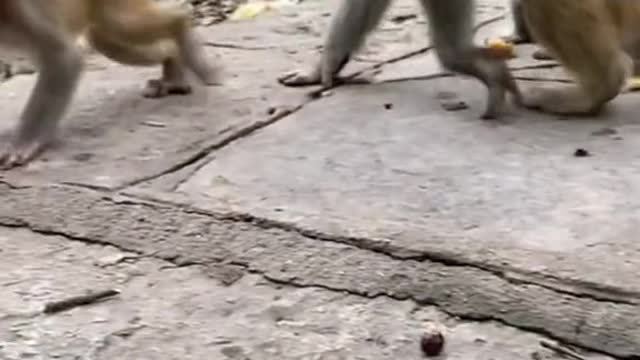 Monkey playing