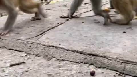 Monkey playing