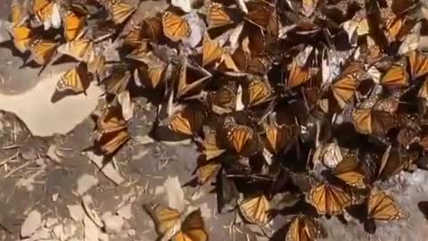 Butterfly land Fly😍