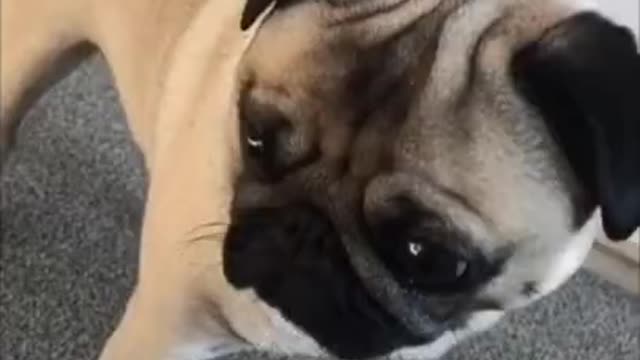 funny pug dog