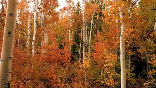 Natural sencnery video play| amezon national park