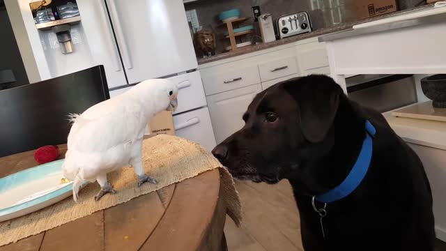 Cockatoo feeds lobrador