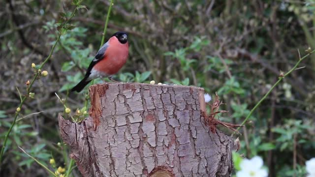 Orange Bird Fly Down On Cutted Tree