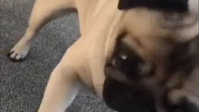 Funny Pug Doing Yoga Training With Its Tik Tok Cute Dog Video For Yoga Instructors