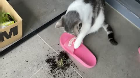 A Cat making mess with catgrass