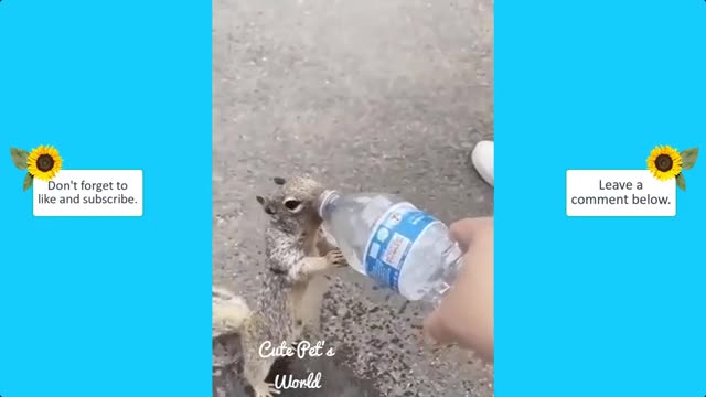 The funny animal and cut