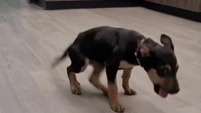 Happy dog dancing