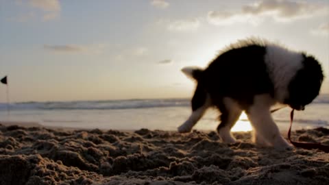 Little puppy playing on the seashore