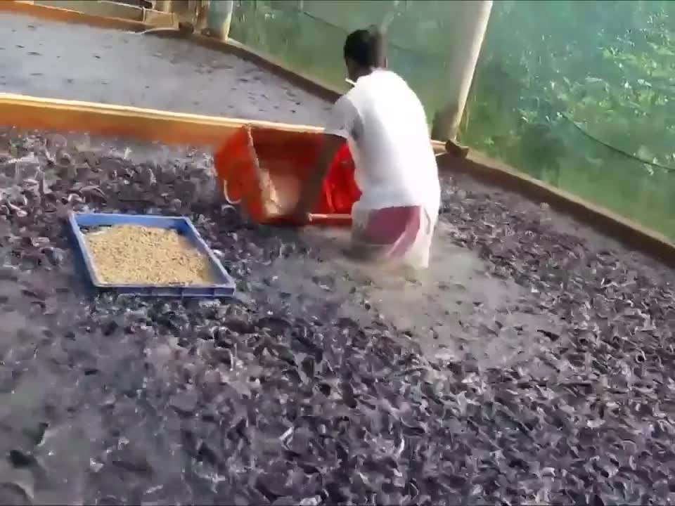 Many Fish