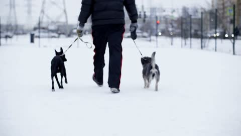 Back view of man leading two dogs on leashes at winter outdoor