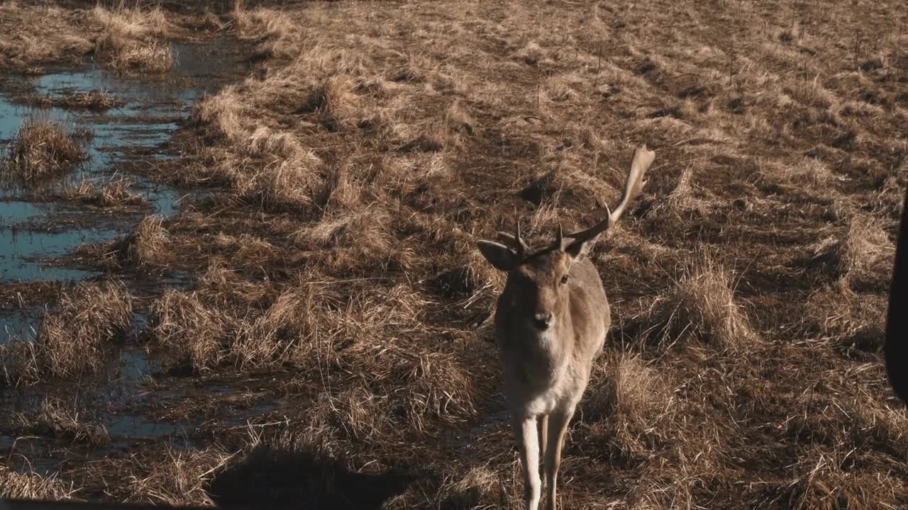 Little deer walks on a safari near water in autumn day