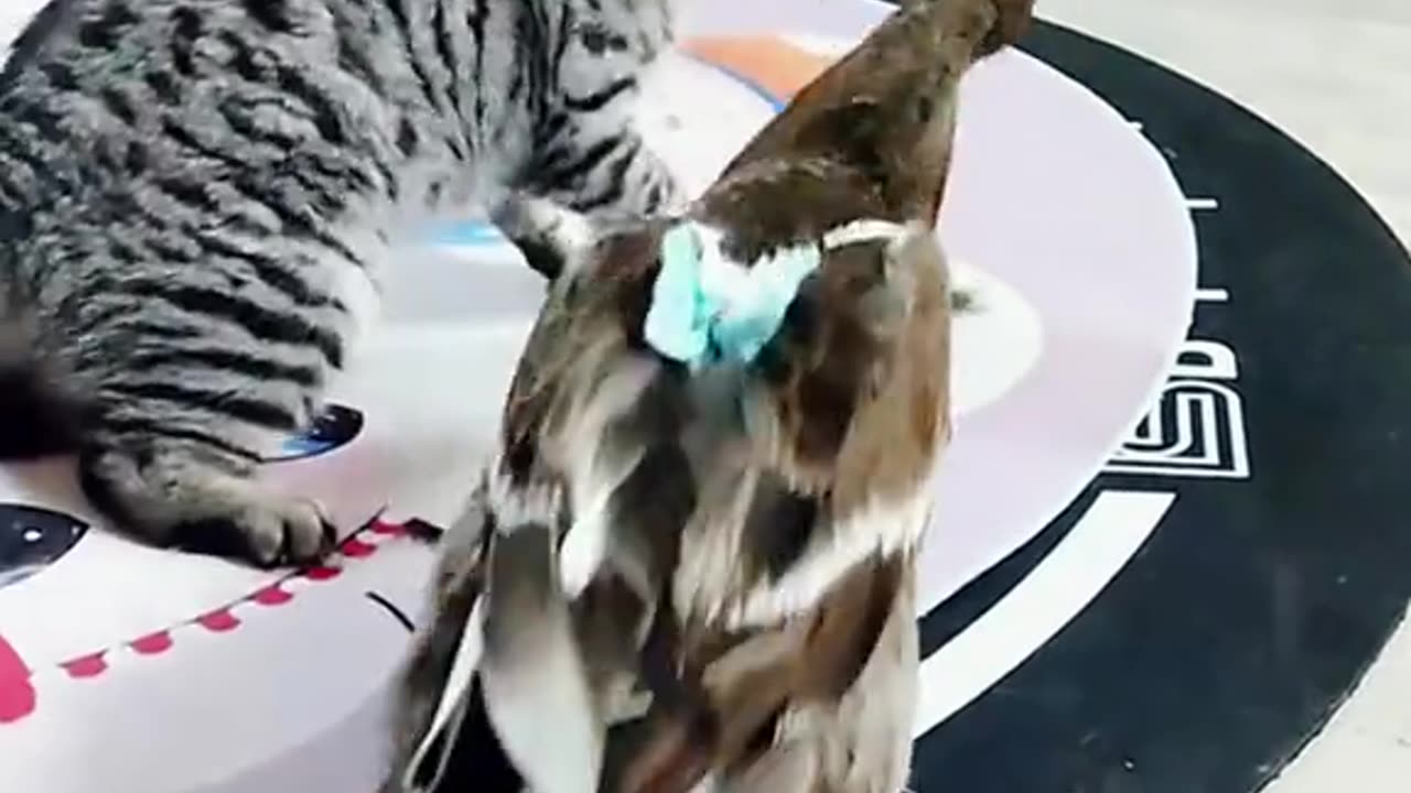 Cat in duck fight