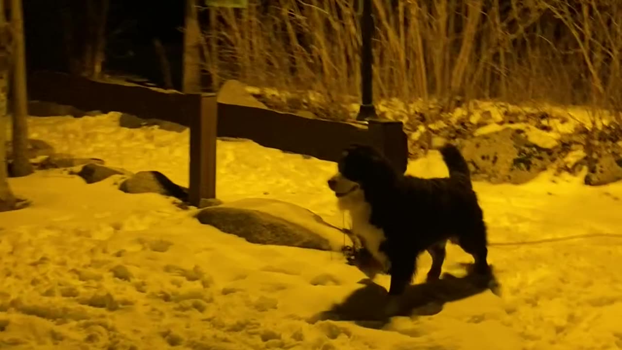 Bernese Mountain Dog Meets Snowman