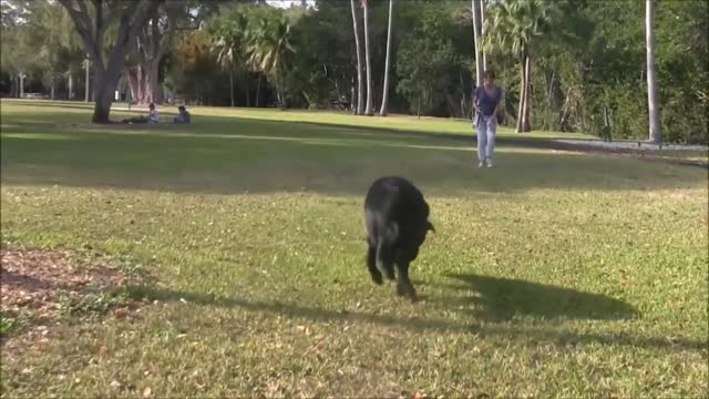 Dog Training Video