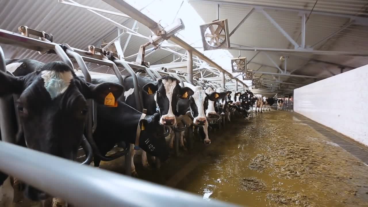 cows during milking