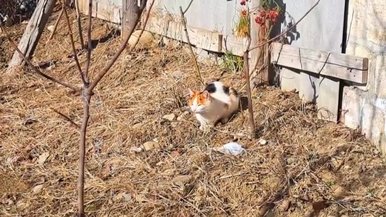 A cute stray cat is napping