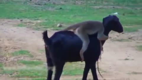 Funny monkey, funny video