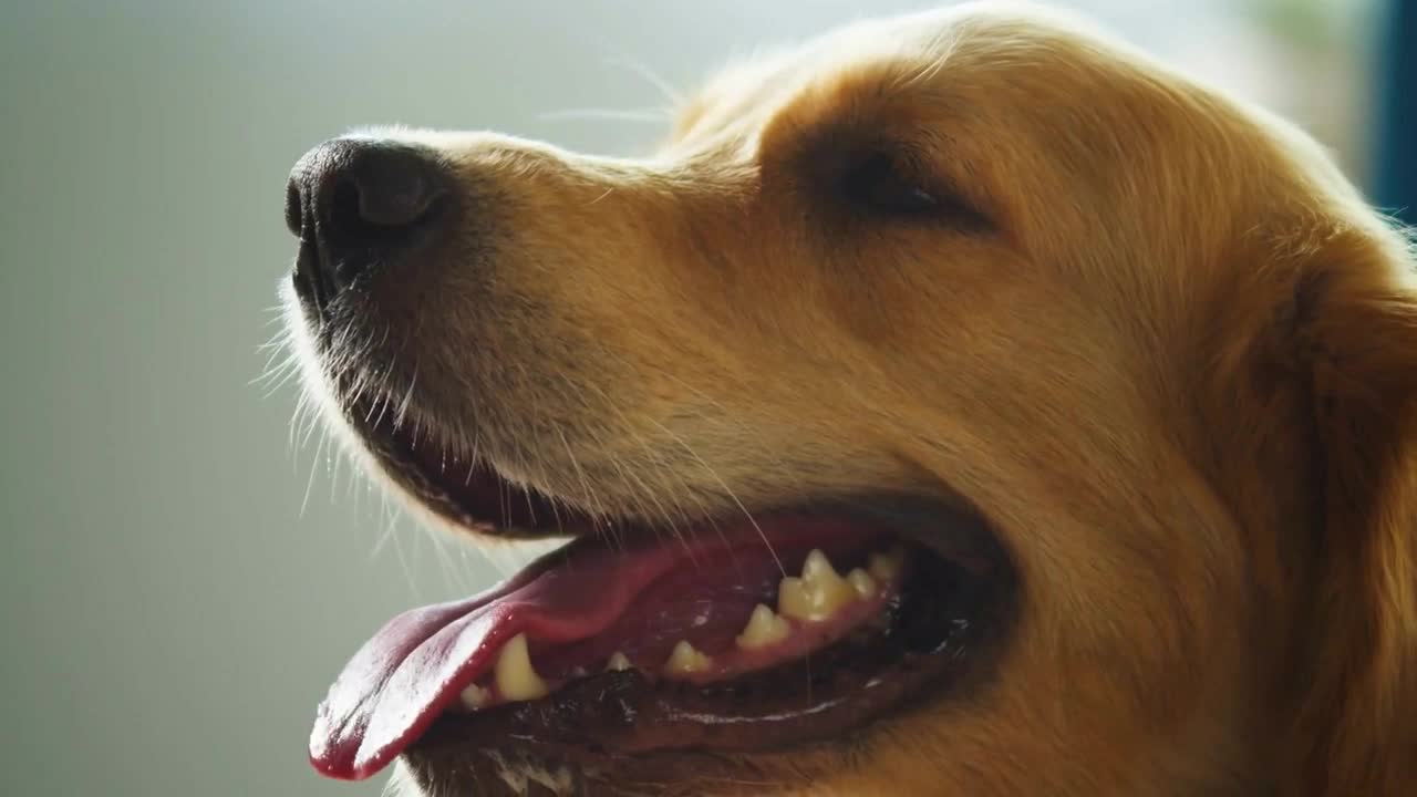 Golden retriever lying on sofa in living-room