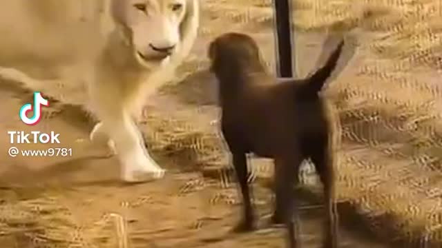 Lion and dog