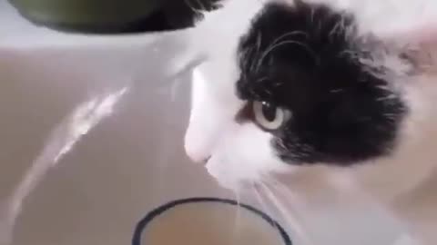 I'd Like To Return My Cat