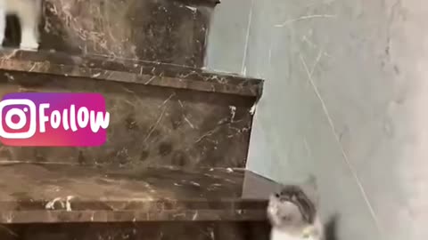 Cute Funny animal Cat 🐈