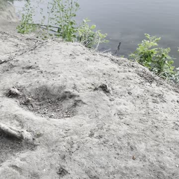 Two dogs play on the river
