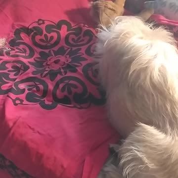 Luna and Goldi - resting together