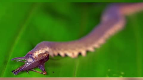 Velvet Worm | Slime Shotting Worm