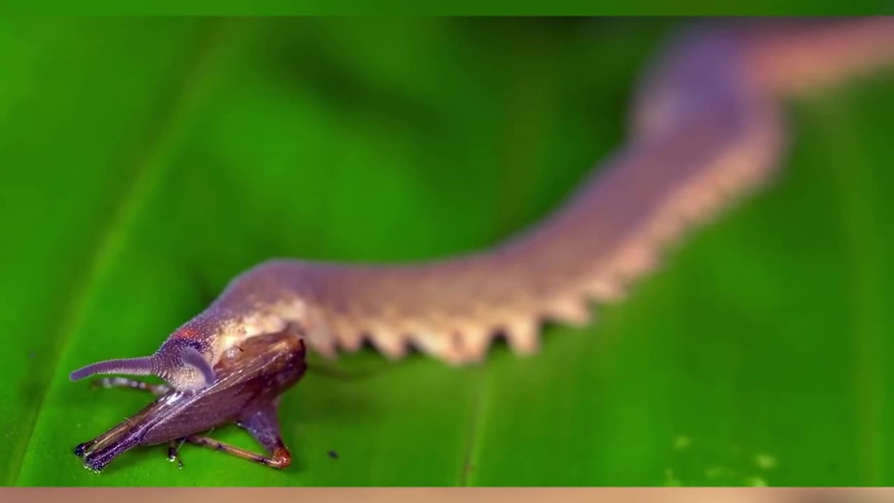 Velvet Worm | Slime Shotting Worm