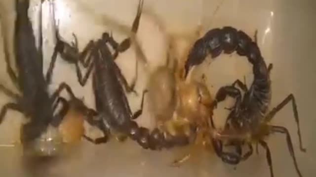 Scorpions Vs spider