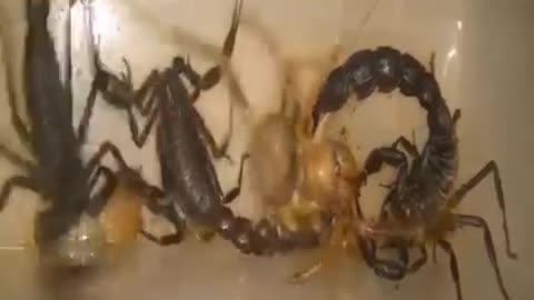 Scorpions Vs spider