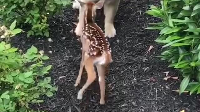 Funny adorable puppies that will guarantee to make you laugh