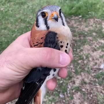 American Kestrel