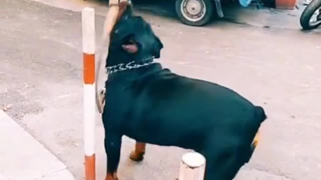 FUNNY ANIMAL #shorts #funny #fun #funnyvideo #tiktok #tiktokvideo