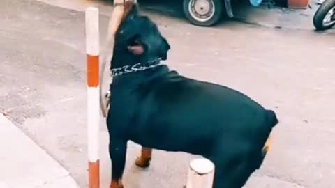 FUNNY ANIMAL #shorts #funny #fun #funnyvideo #tiktok #tiktokvideo