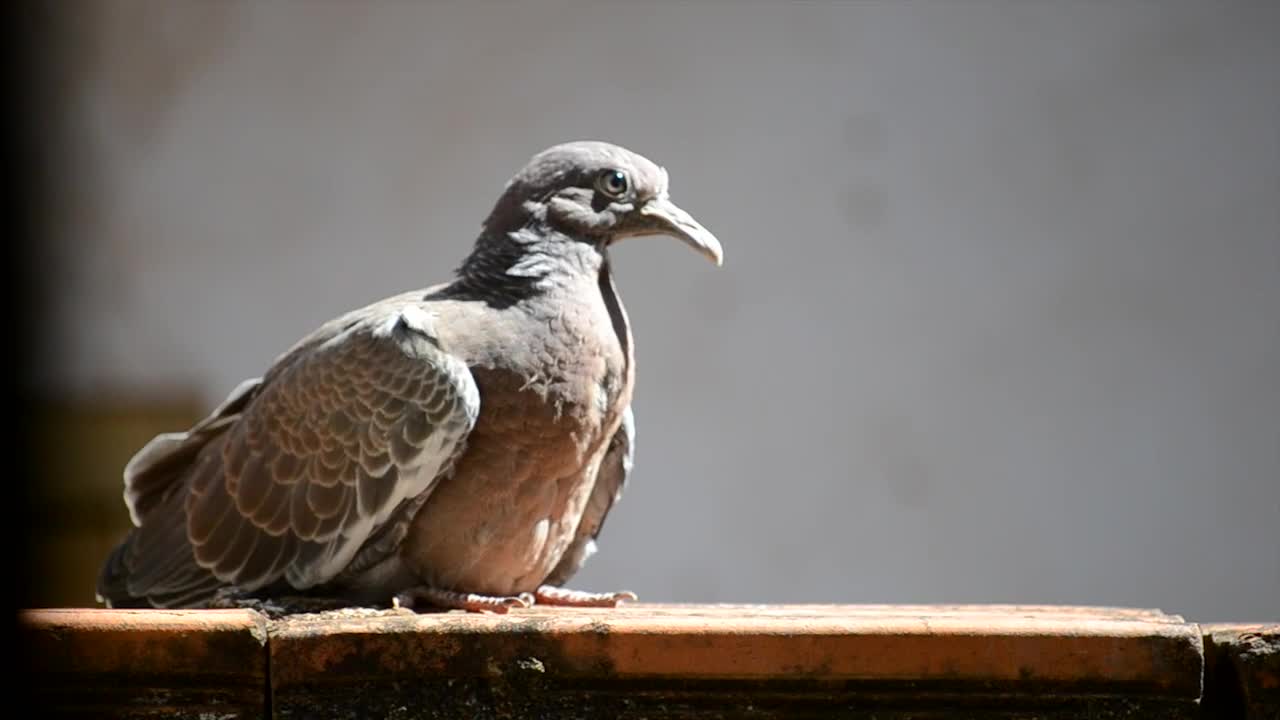 Pigeon dove bird birdie nature release