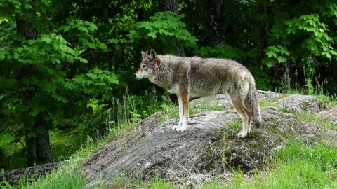 A lone coyote in teh woods