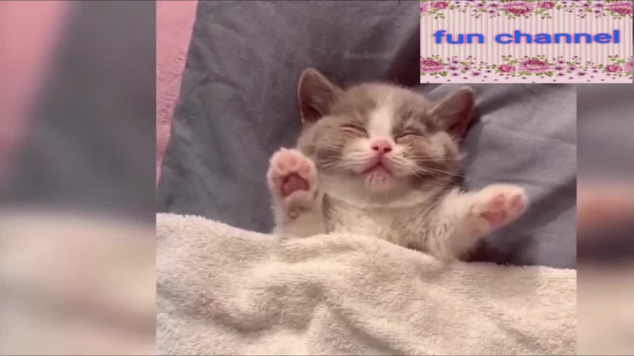 FunnyCats Mini Ep12