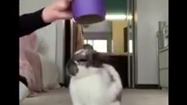 Beautful rabbit😍😍